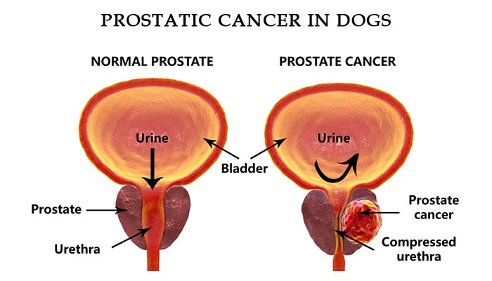 5 Causes and Signs of Prostate Problems in Dogs (And How ...