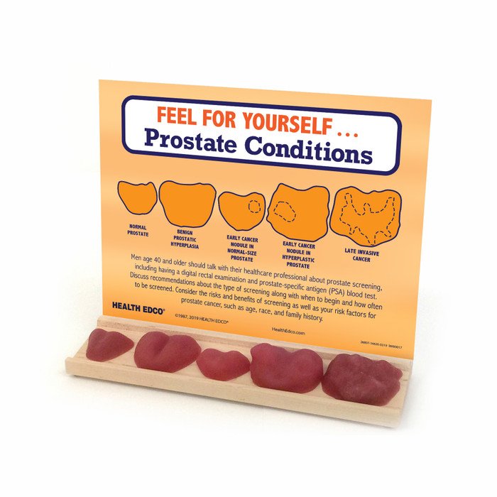 Feel For Yourself: Prostate Conditions Display