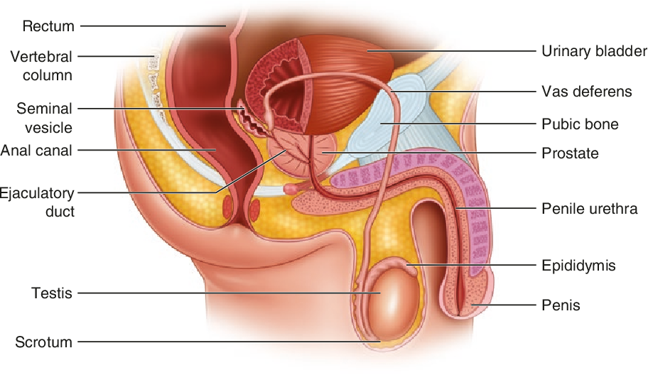 Figure 2.2 from The Prostate Gland