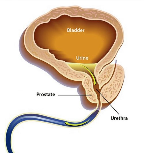 Functions of Human Prostate