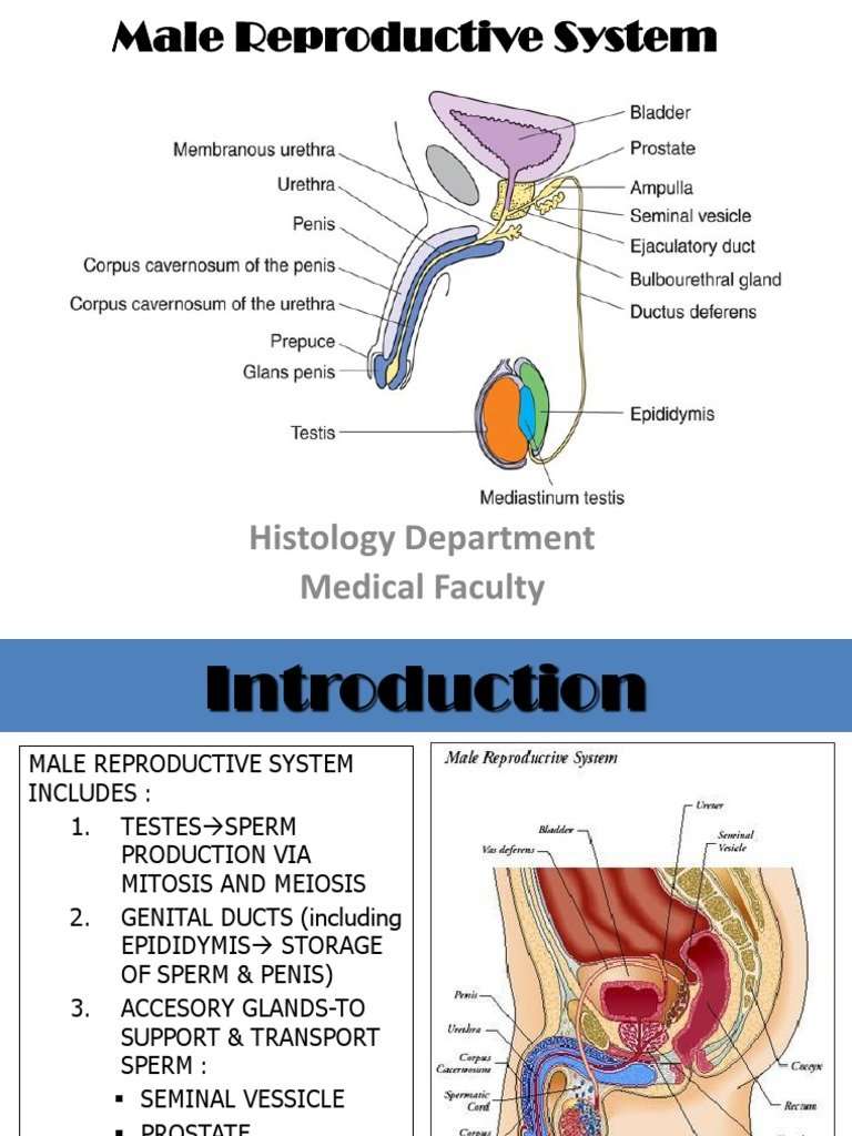 (K4)Male Reproductive System