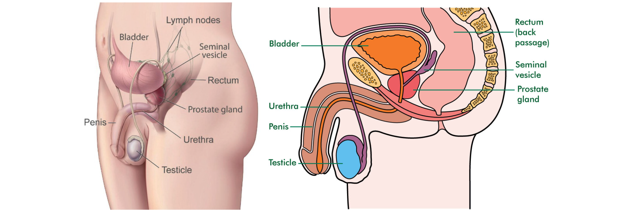 Key Take Home Points About the Prostate Gland  FeM Surgery
