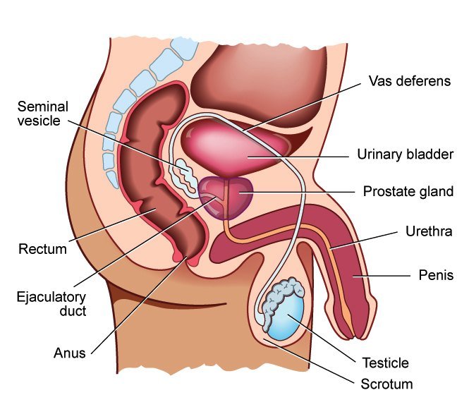 Male Rectal Exam