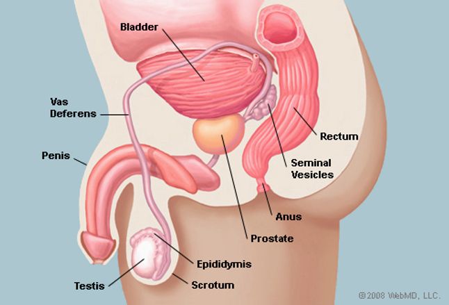 Prostate Gland (Human Anatomy): Prostate Picture ...