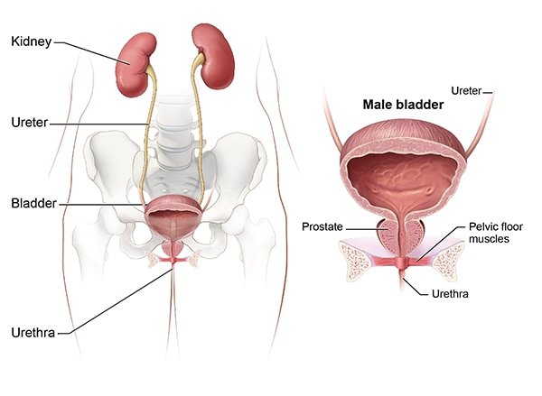 Symptoms &  Causes of Bladder Control Problems (Urinary ...