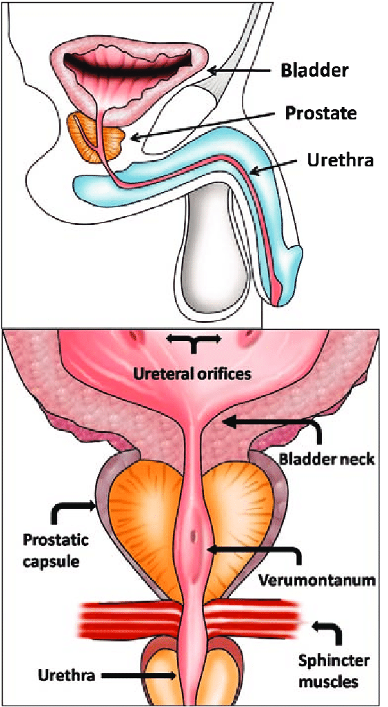 The position and anatomy of the prostate