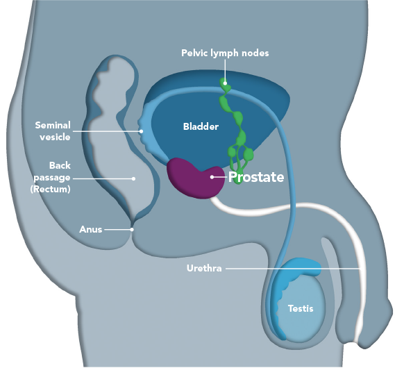 The prostate gland  Prostap DCS