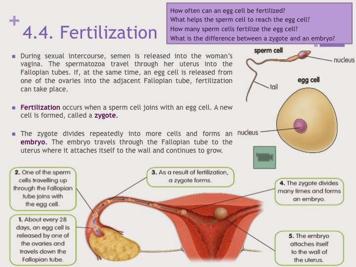 Tic Tac Science: Year 6. Unit 4: Reproduction. The male ...
