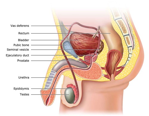 What Causes Prostate Problems and Prostate Diseases?