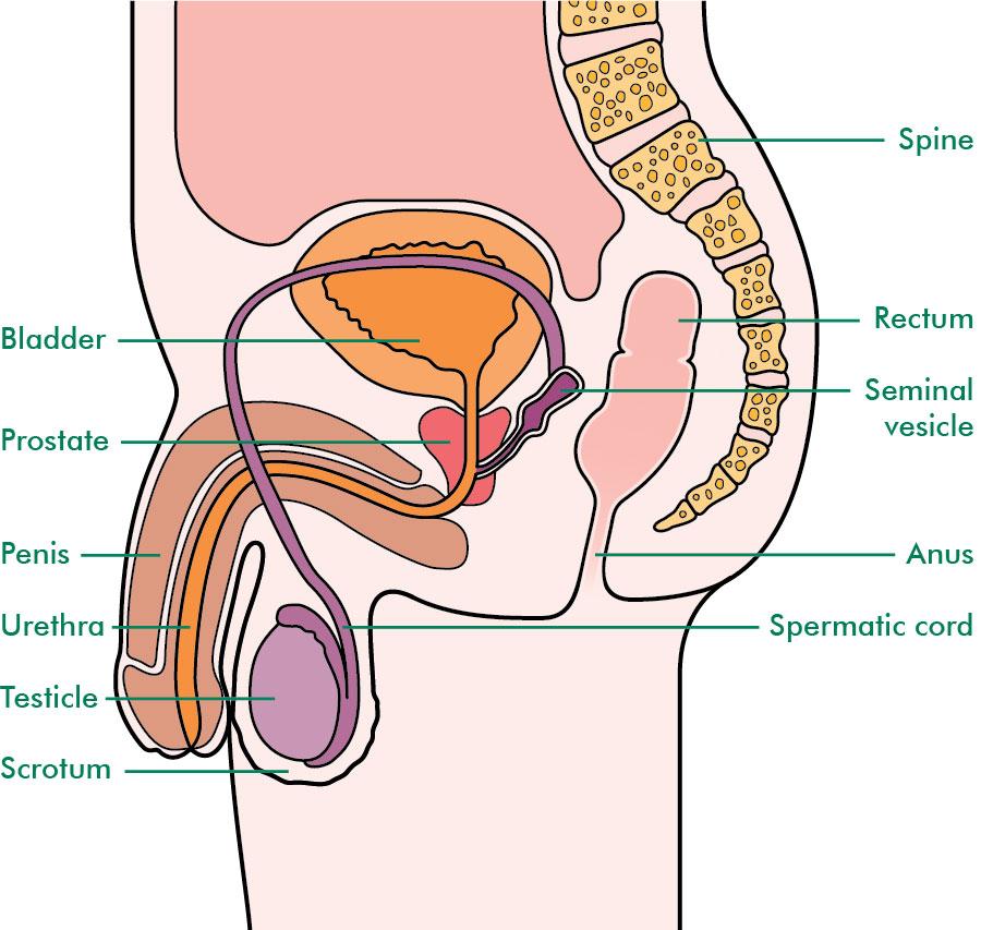 What is penile cancer, how does it affect the penis and ...